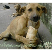 Берегите животных!