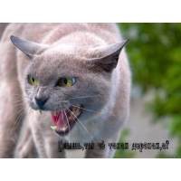 ты чё такая дерзкая, а?