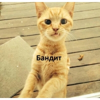 Бандит однозубый