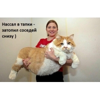 Нассал — затопил