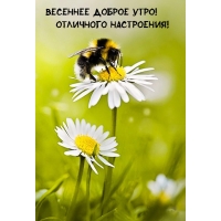 Весеннее доброе утро! отличного настроения!