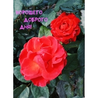 Хорошего доброго Дня!