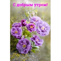 С добрым утром!