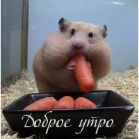 Доброе утро
