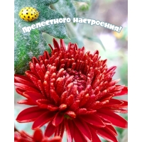 Прелестного настроения!