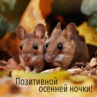 Позитивной осенней ночки!