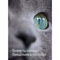 — Почему ты плачешь? — Понедельник в глаз попал.