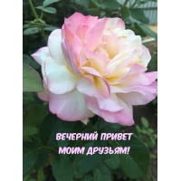 Вечерний привет моим друзьям!