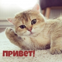 Кошачий привет.
